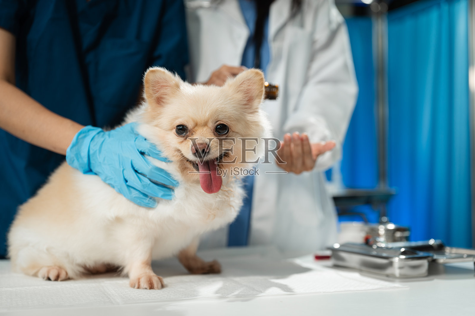 兽医和助手填写生病小狗的病历照片摄影图片