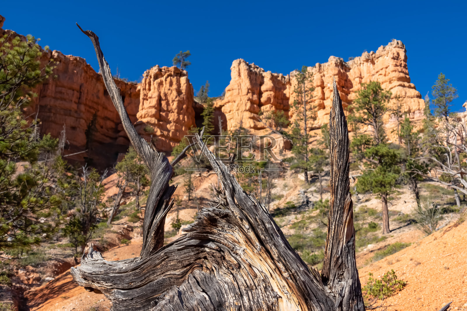 布莱斯峡谷 - 黑色干枯树干与布莱斯峡谷国家公园的砂岩岩层全景照片摄影图片