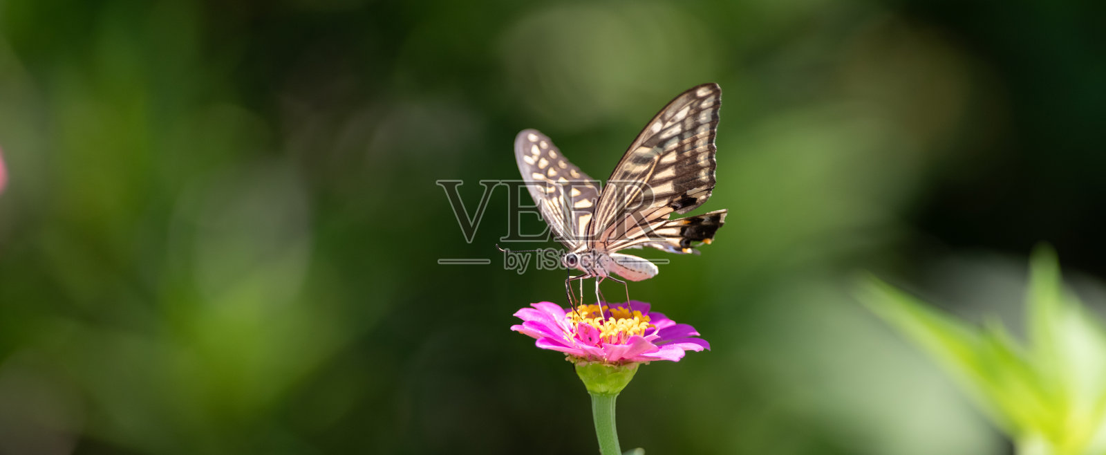 一只凤蝶在花朵上吸取花蜜照片摄影图片