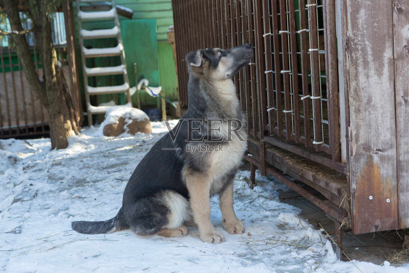 小狗在笼子里看着其他狗。照片摄影图片