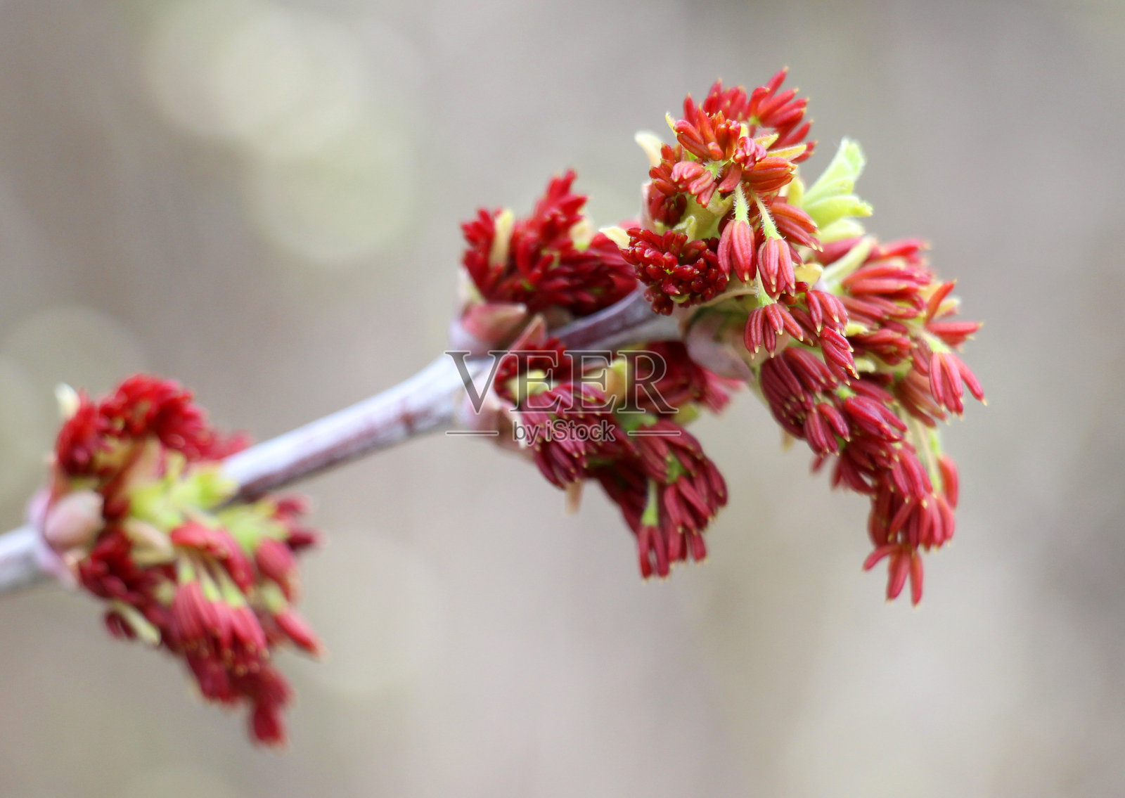 在自然中，白蜡树（Acer negundo）开花。照片摄影图片