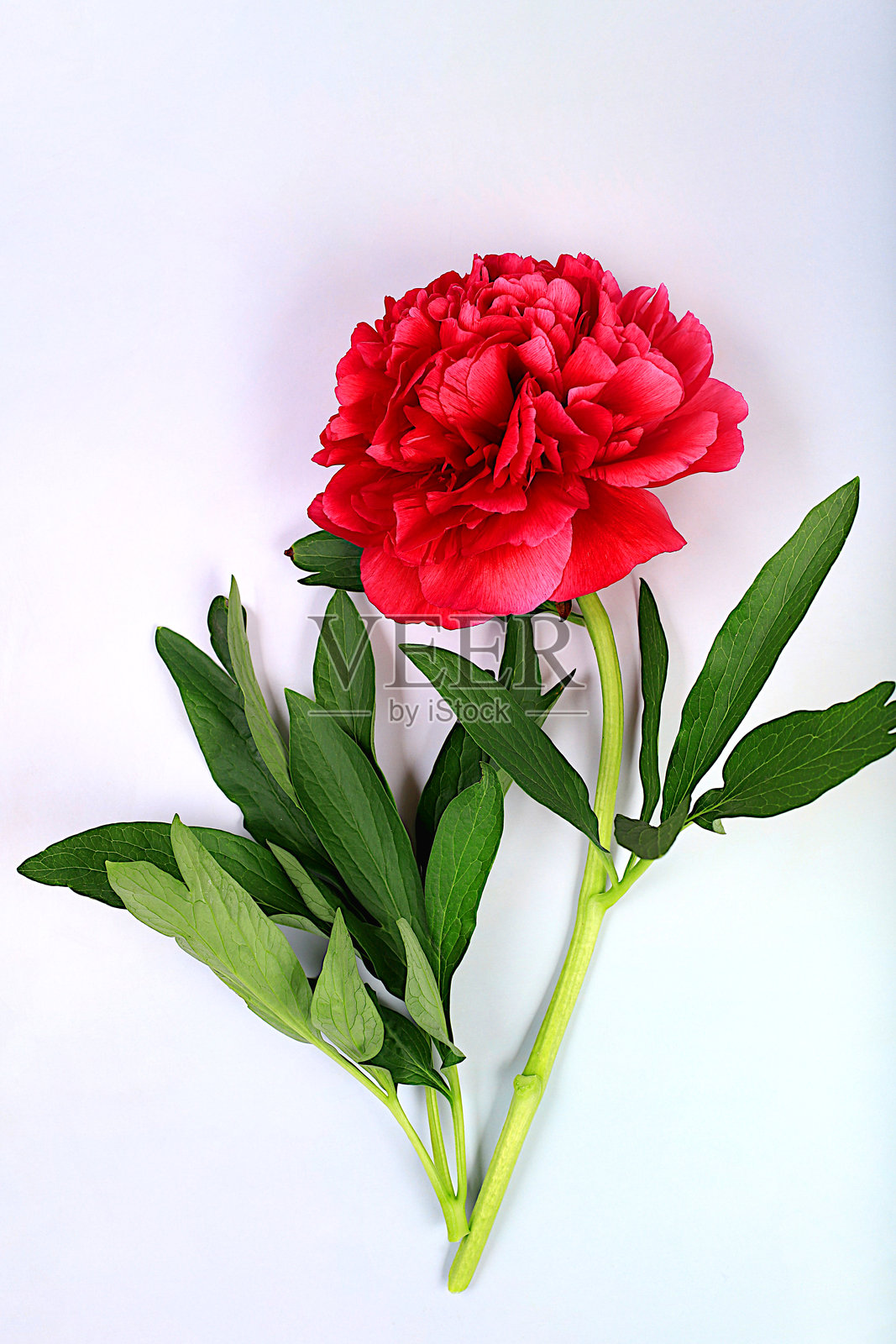 美丽的深红色牡丹花在明亮的阳光背景下，设计和产品展示的模板，自然静物用于横幅，花卉排列用于传单。春季花卉卡片照片摄影图片