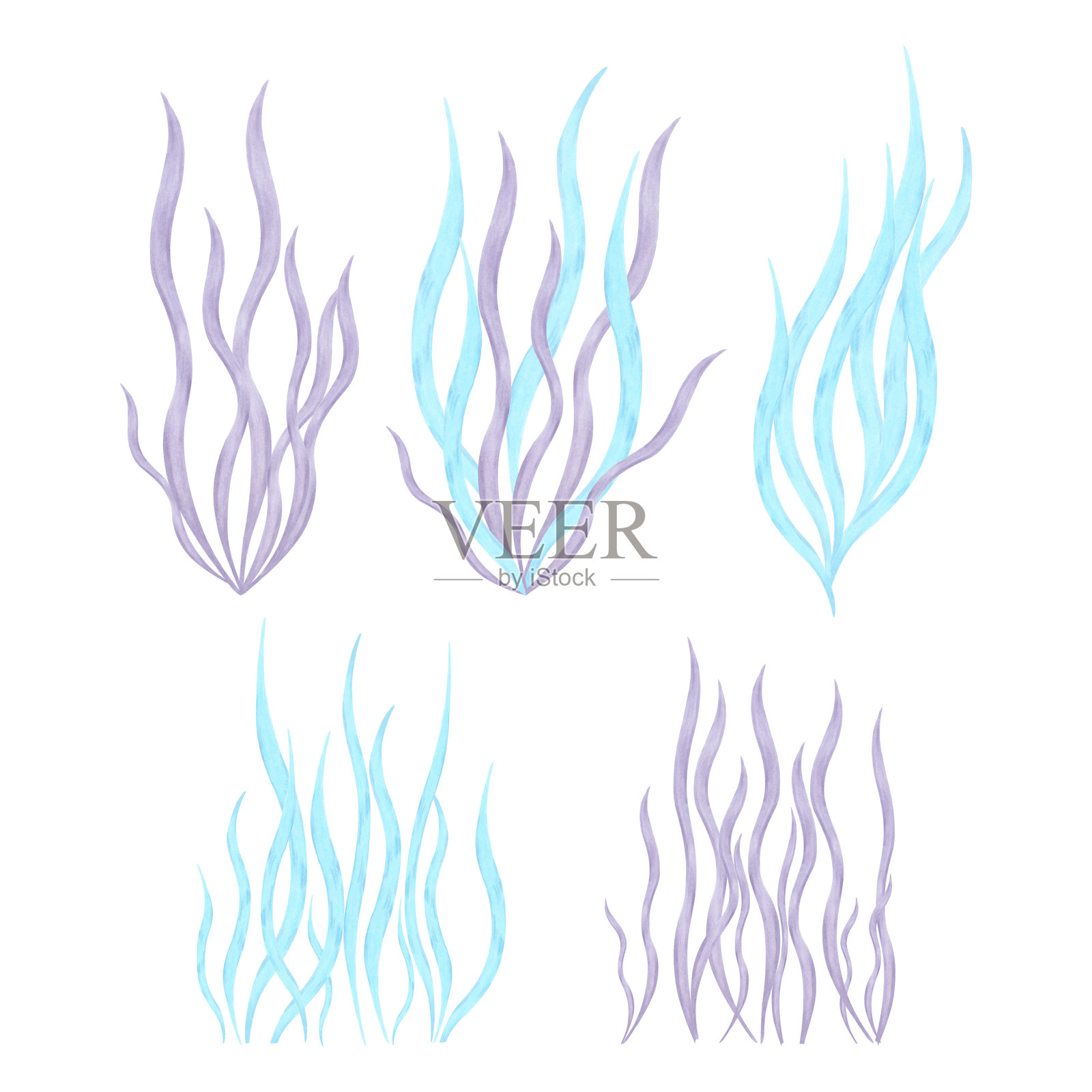 蓝色和紫色海藻的组合。水彩插图。水下植物的海洋剪贴画。手绘孤立艺术。海洋植物。适用于海洋主题、美容、SPA、儿童和旅游项目。插画图片素材