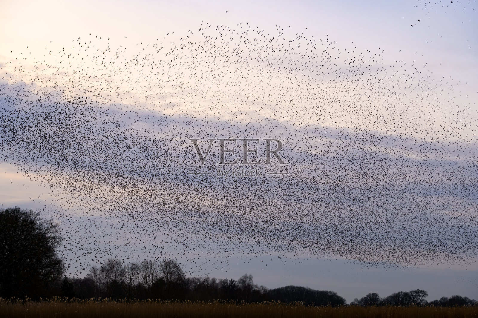 冬日傍晚，星鸦在日落时的聚集飞舞照片摄影图片