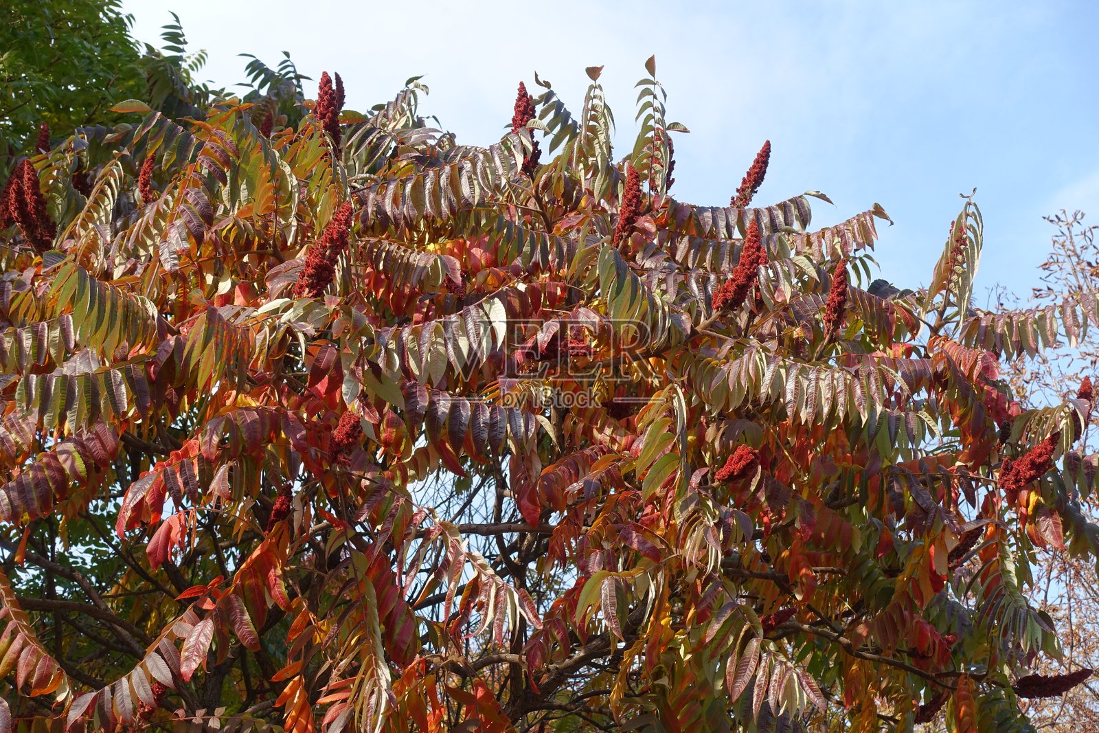 十月中旬的浅蓝色天空和秋季的漆树叶子照片摄影图片