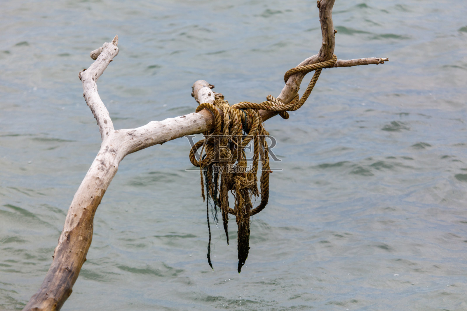 一根绳子悬挂在树枝上，浸在水中照片摄影图片