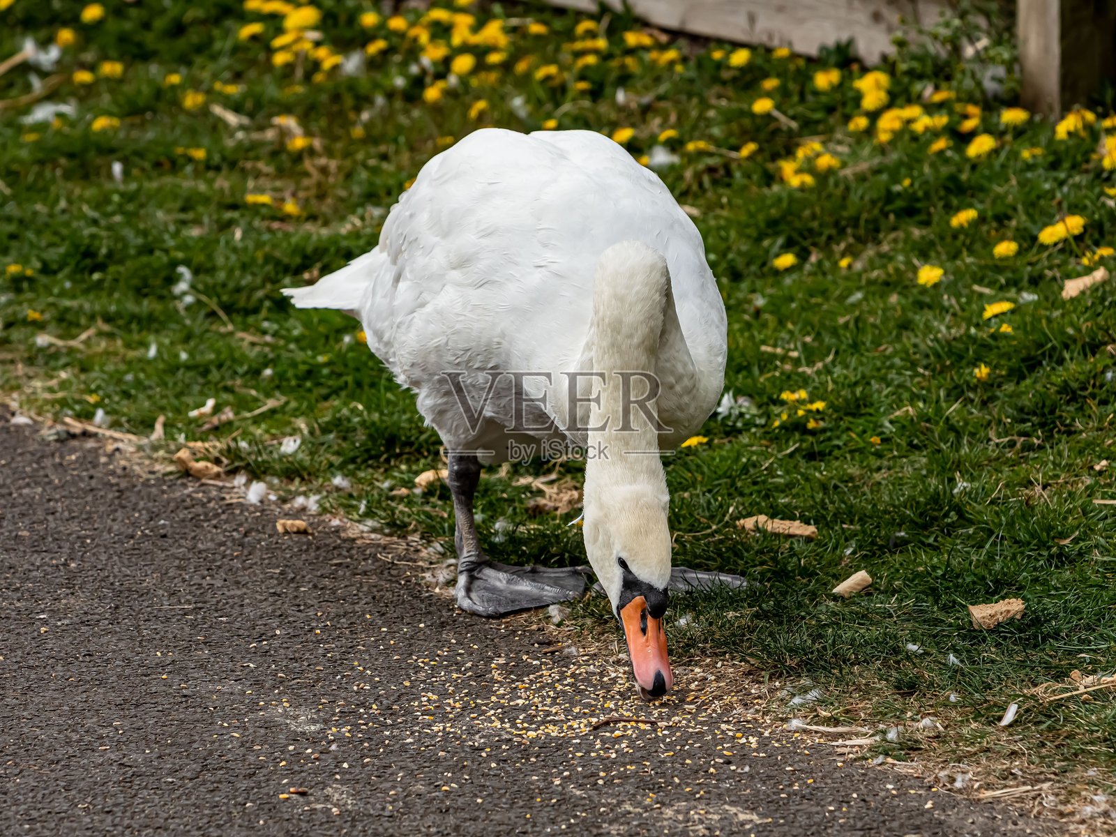 mute swan在人行道上吃谷物。照片摄影图片