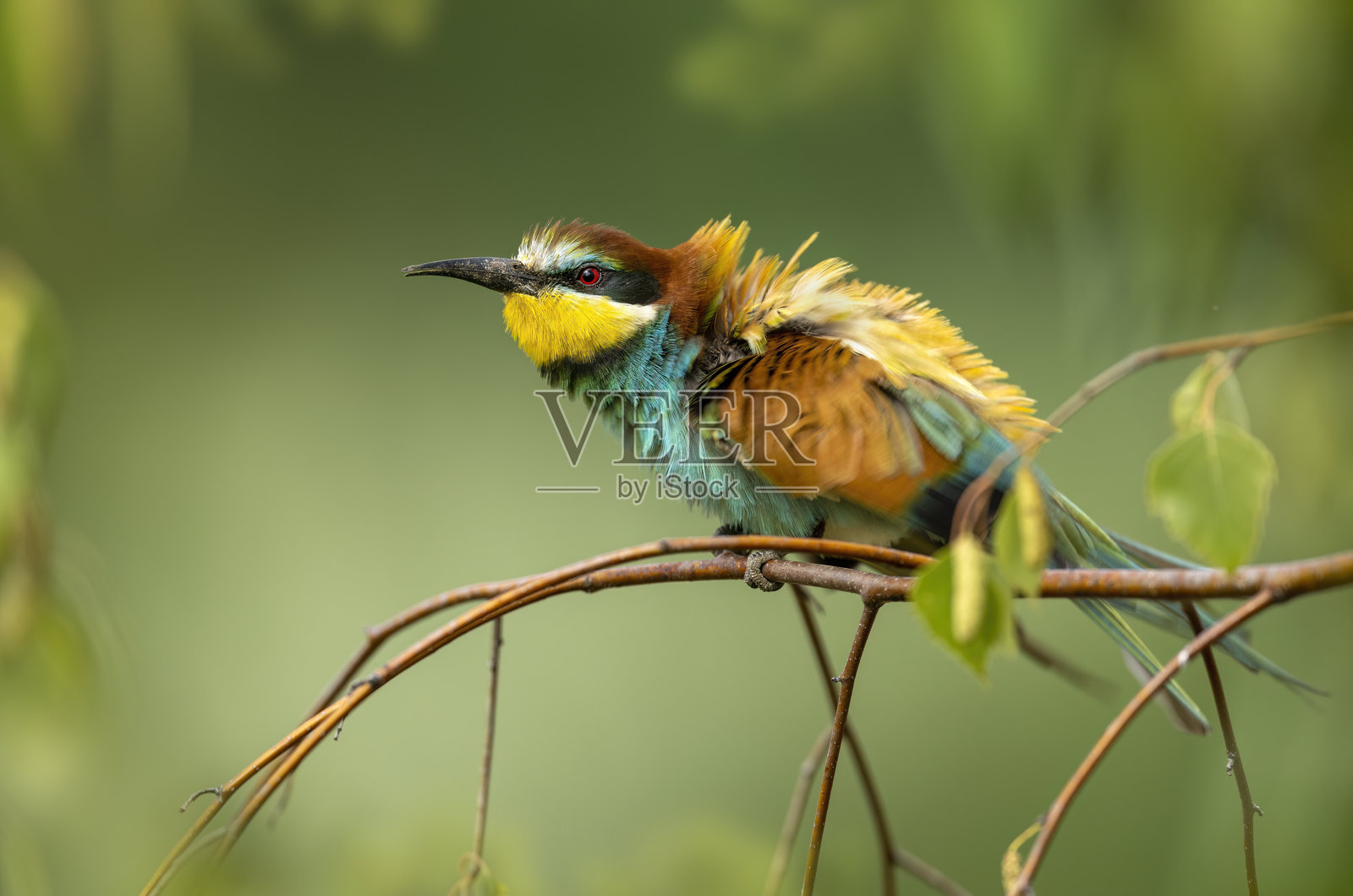 欧洲蜜蜂吃鸟（Merops apiaster）照片摄影图片