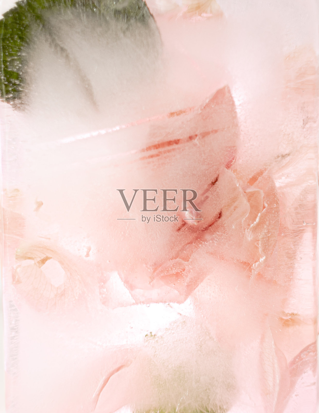 冰块中的粉色玫瑰花。抽象花卉背景特写照片摄影图片