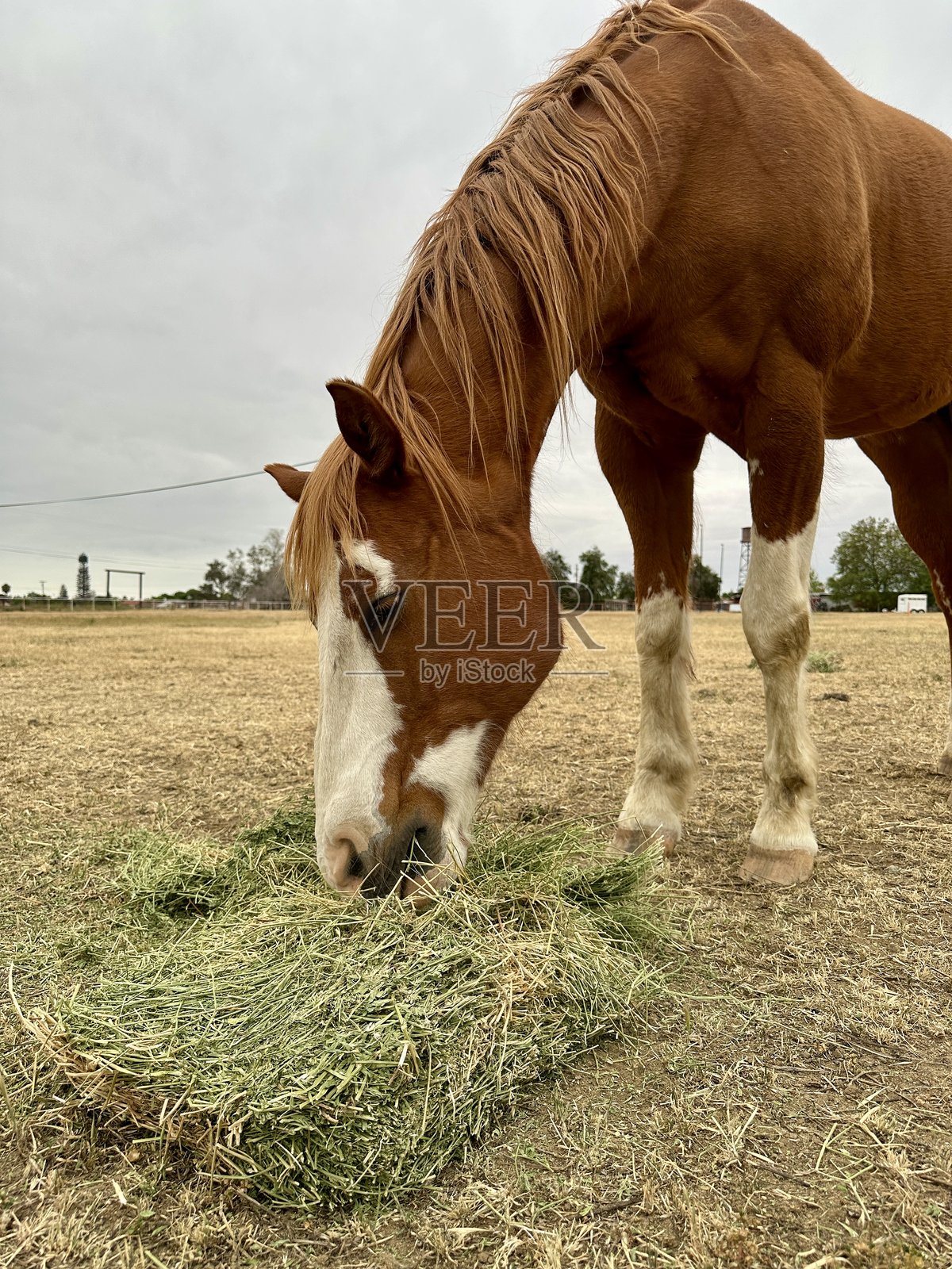 马在吃东西照片摄影图片