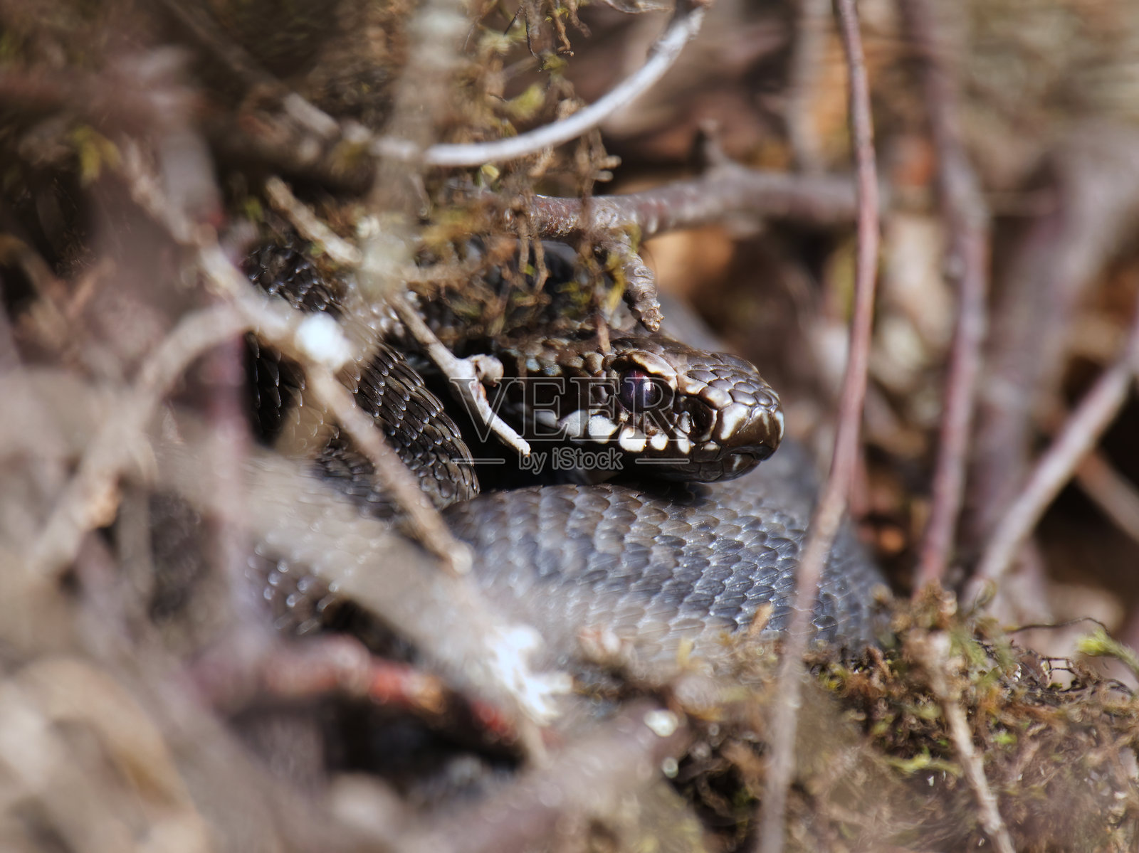 常见欧洲蝰蛇（Vipera berus）在春天藏在灌木丛中。照片摄影图片
