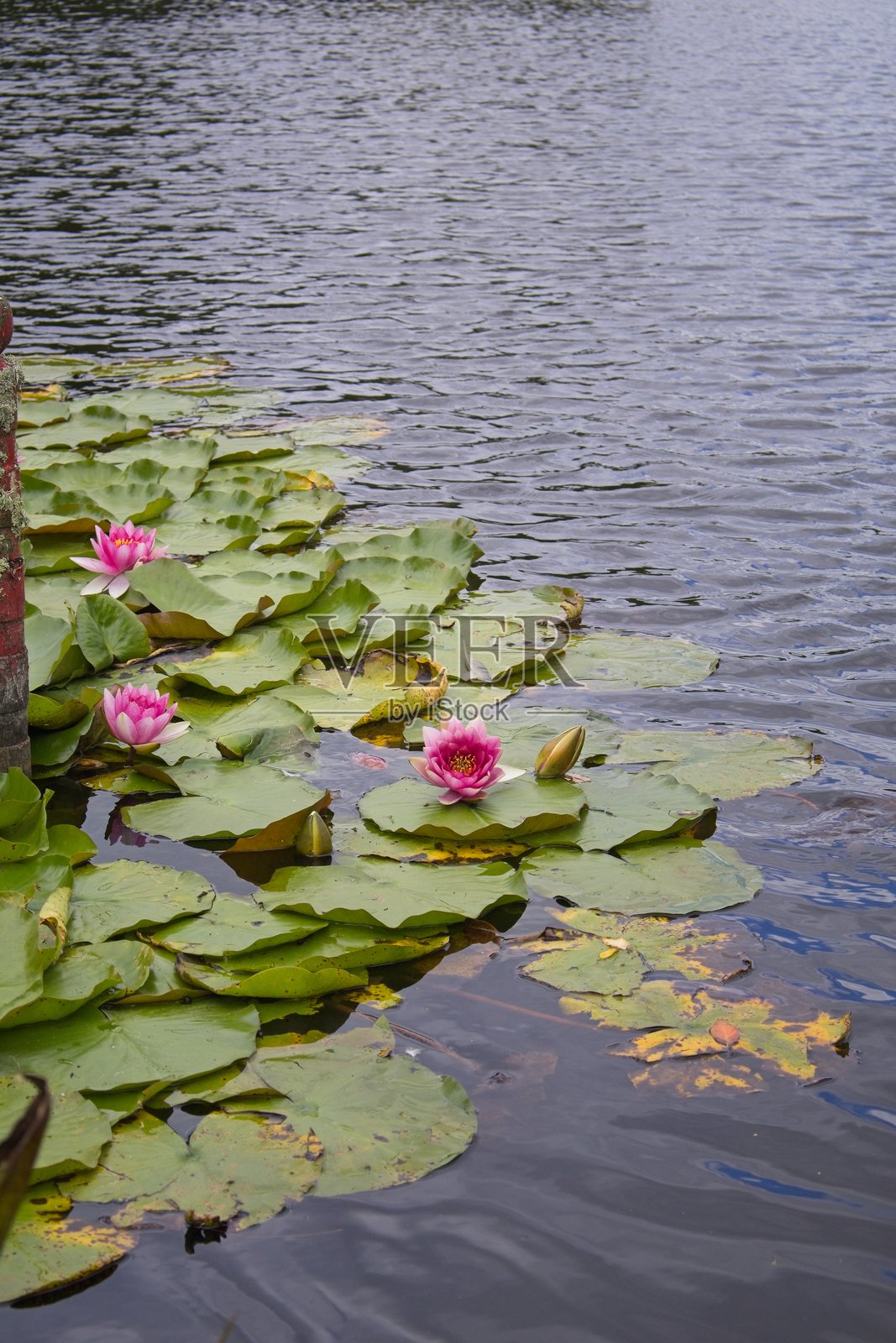 宁静的睡莲在平静的湖面上照片摄影图片