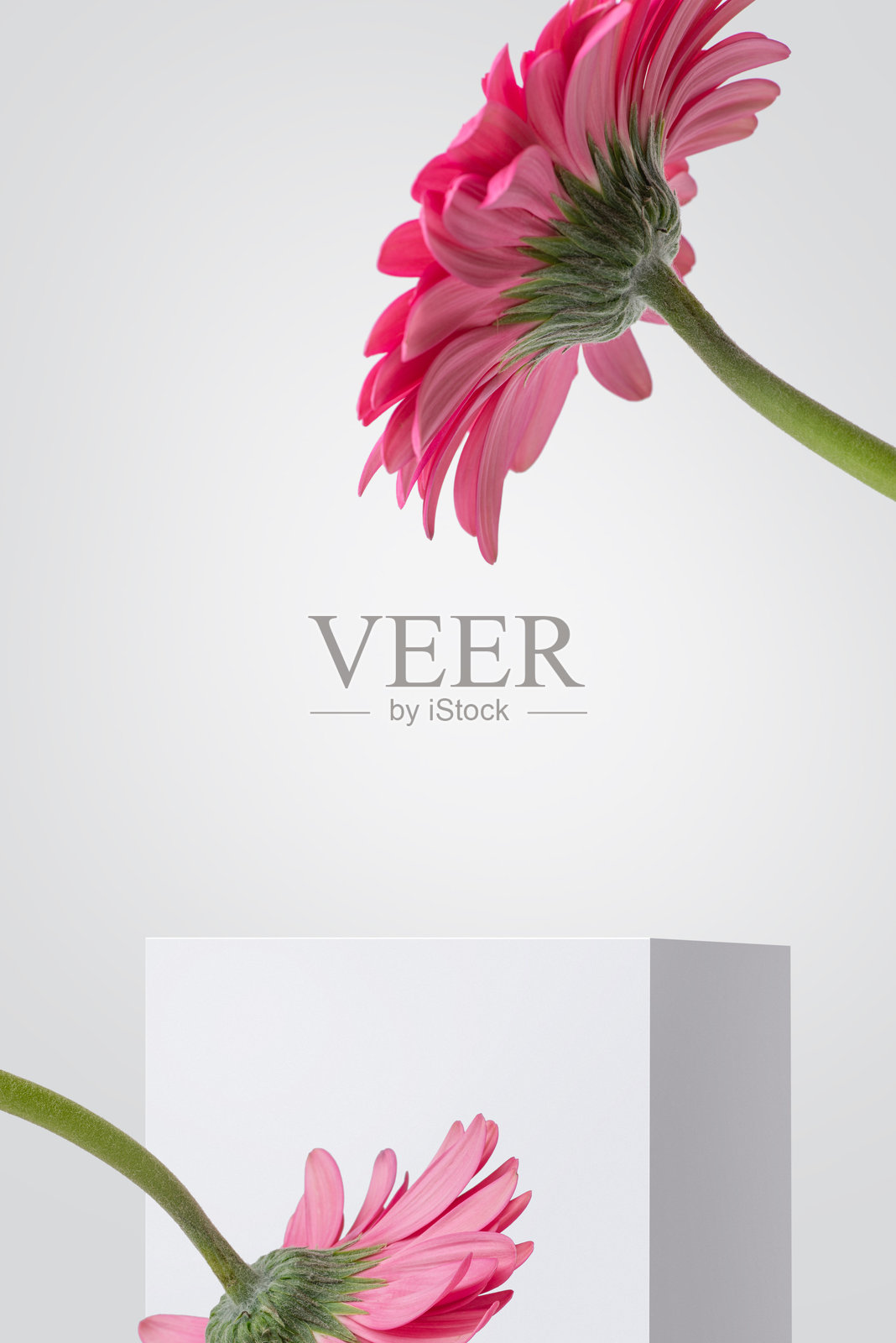 白色讲台上摆放着粉色的非洲菊，背景为白色，适合化妆品使用。照片摄影图片