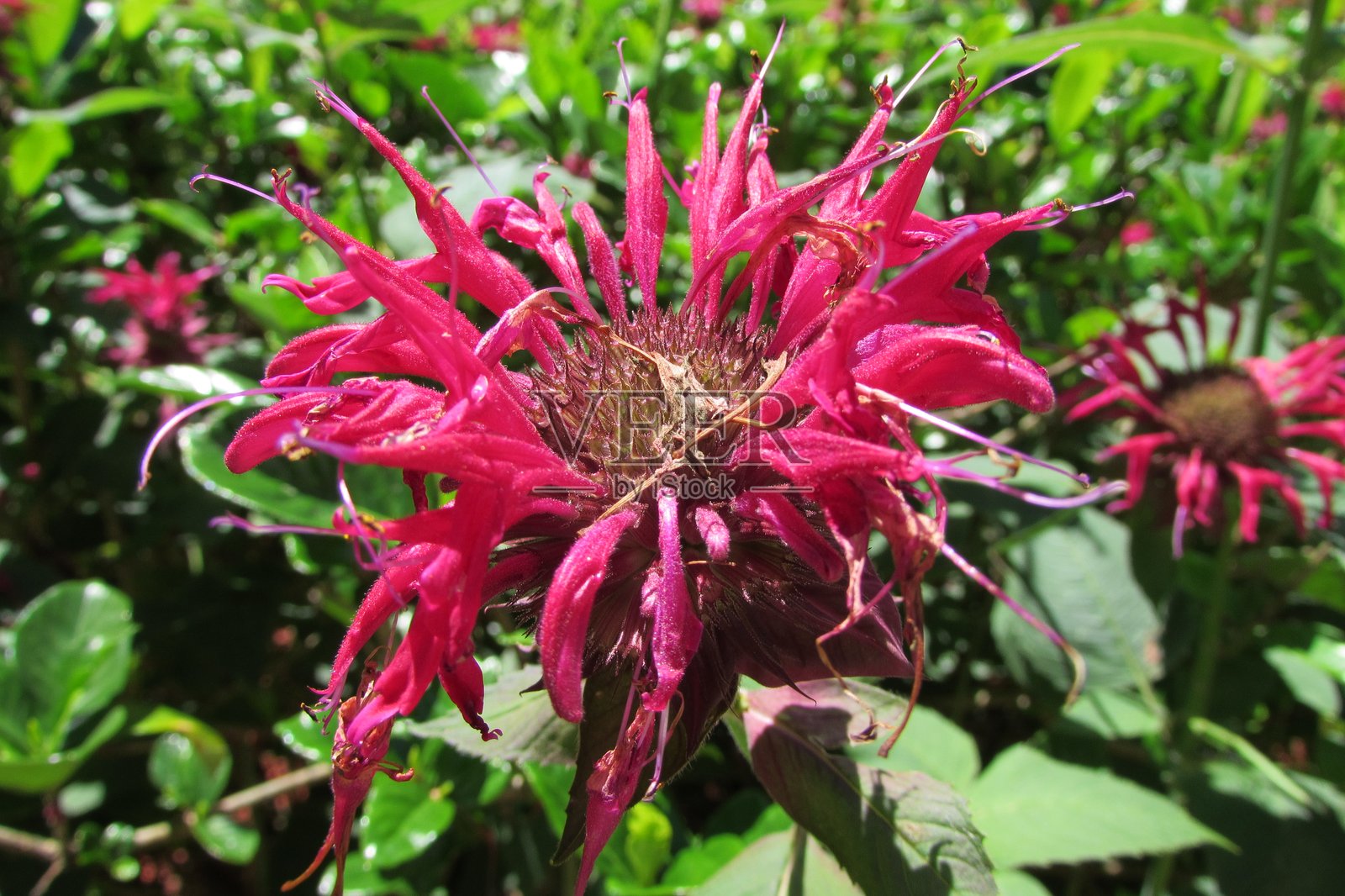 猩红香蜂草 (Monarda didyma)照片摄影图片