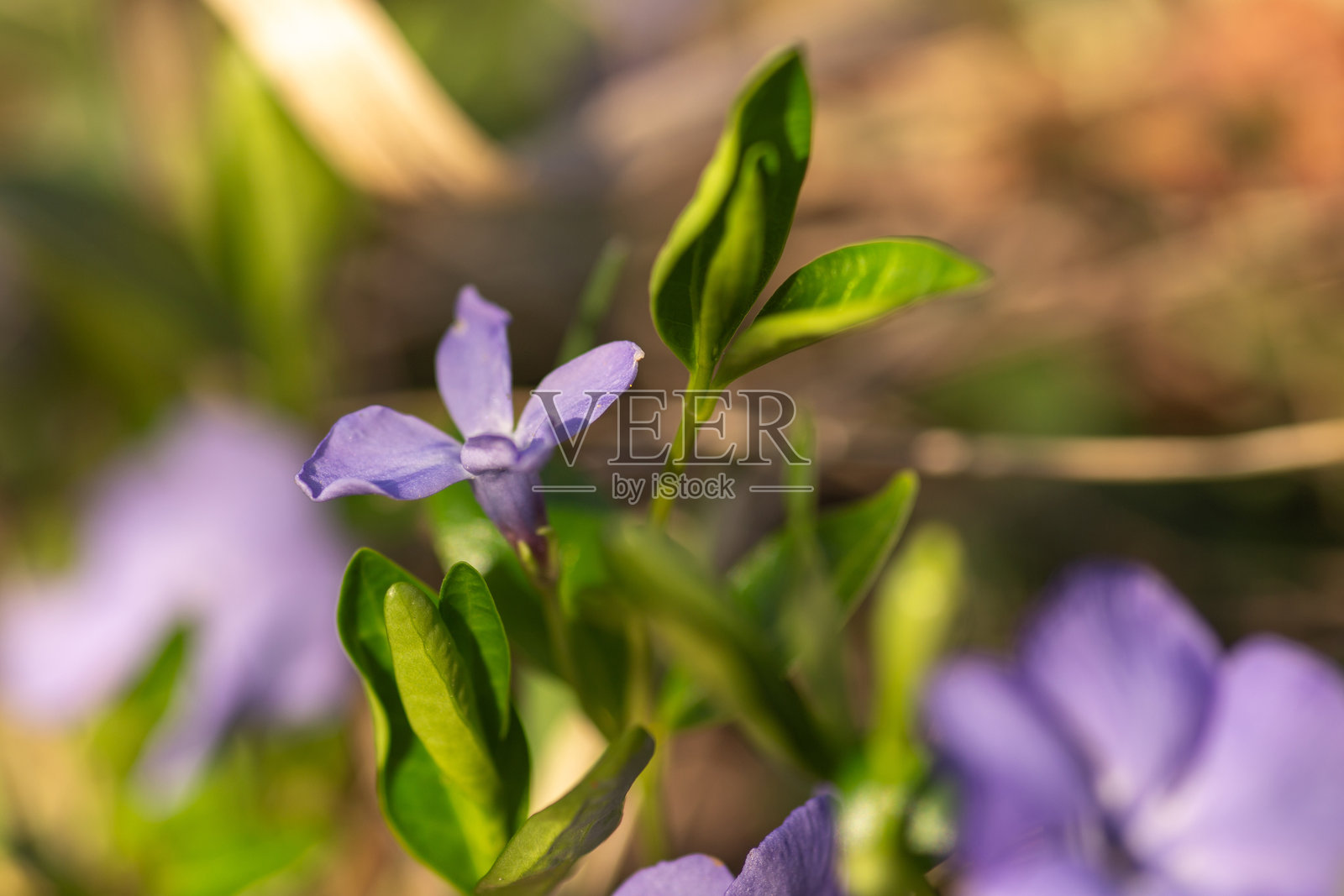 阳光下盛开的紫色长春花田照片摄影图片