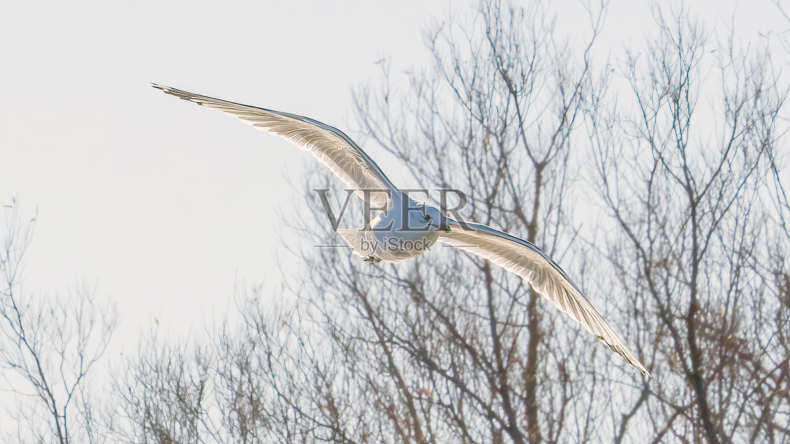 海鸥在天空中飞翔照片摄影图片