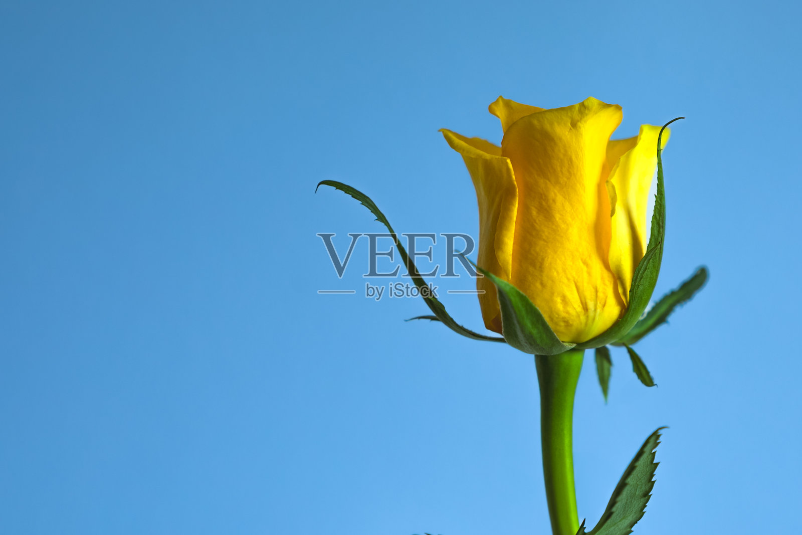 美丽、精致、壮观的未绽放黄色玫瑰，背景为蓝色。照片摄影图片