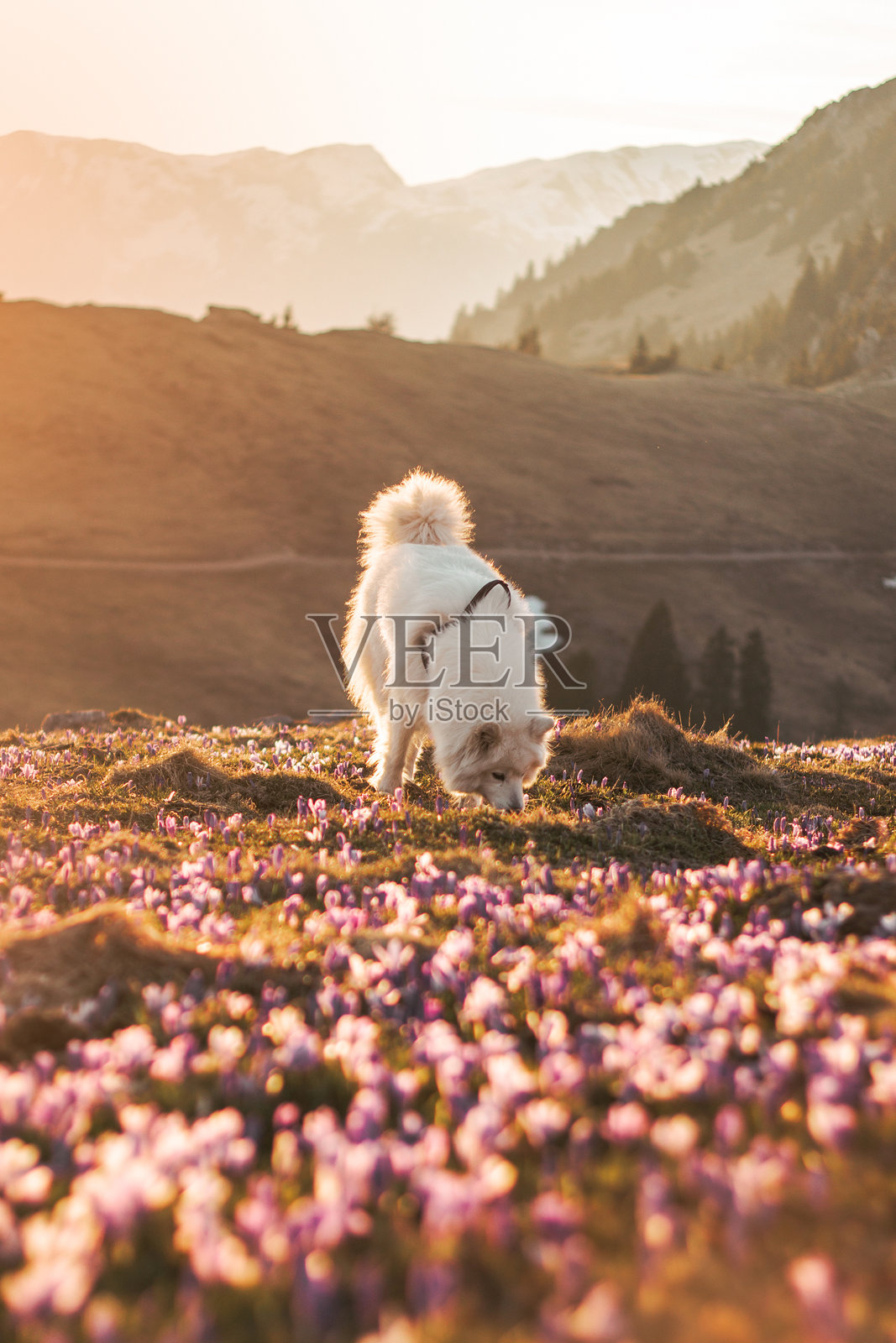 萨摩耶犬在维利卡普拉尼纳的藏红花中摆姿势照片摄影图片