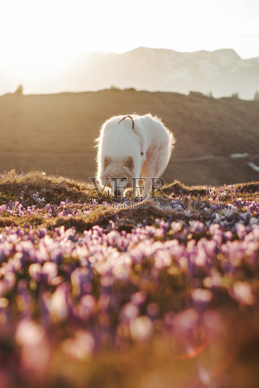 萨摩耶犬在维利卡普拉尼纳的藏红花中摆姿势照片摄影图片
