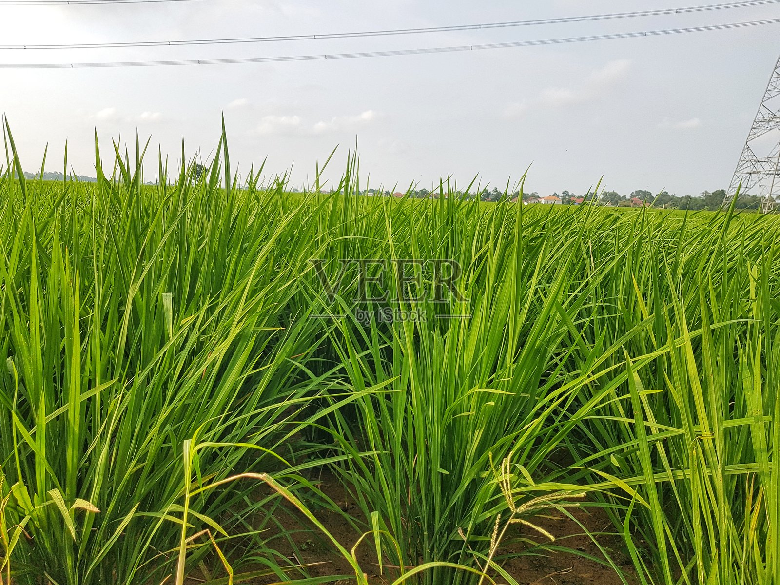 生机勃勃的绿色稻田照片摄影图片