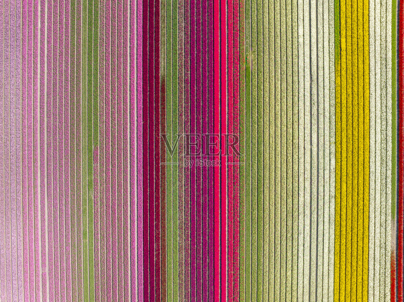 荷兰田野中的郁金香盛开照片摄影图片