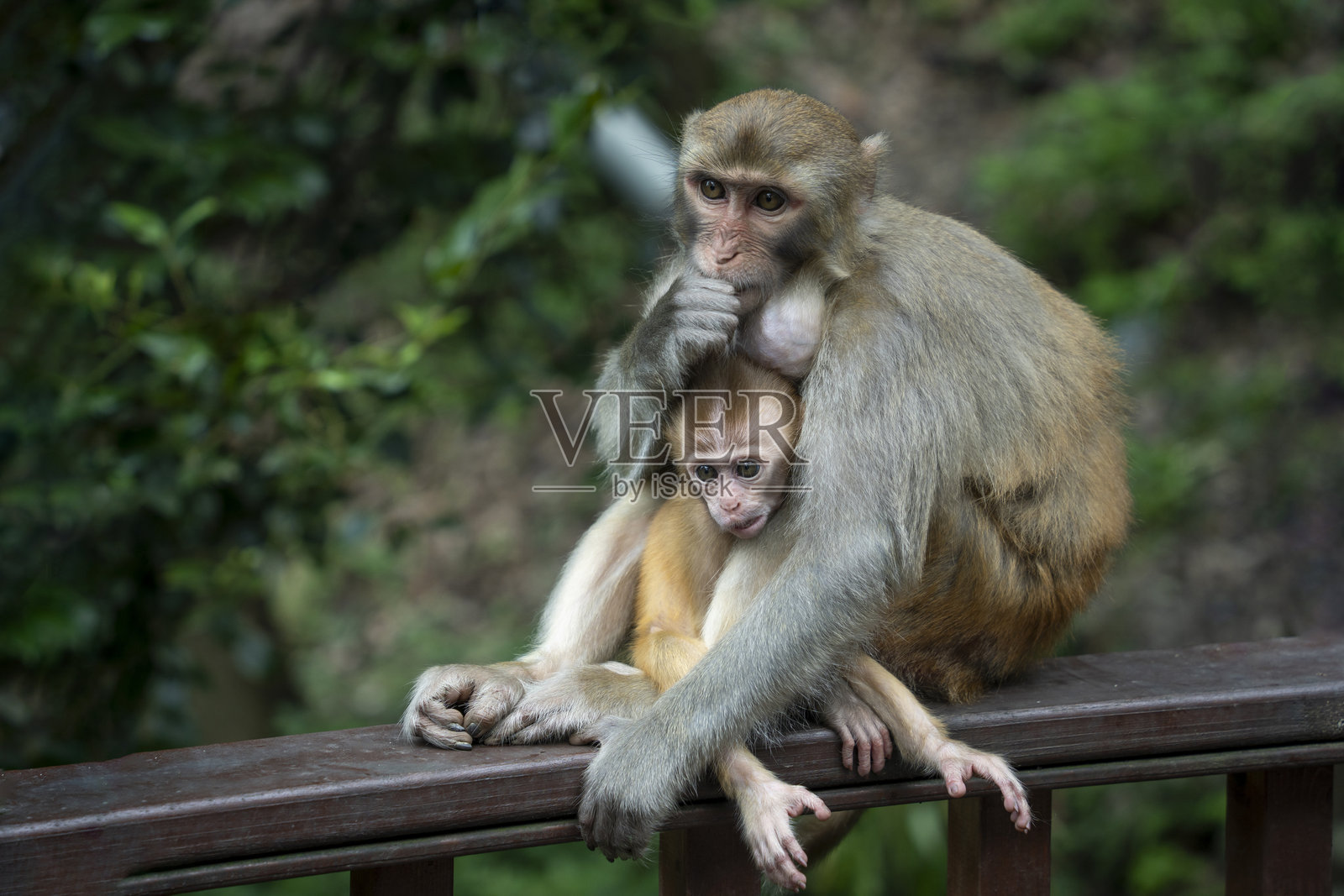 野生动物园里的猴子照片摄影图片