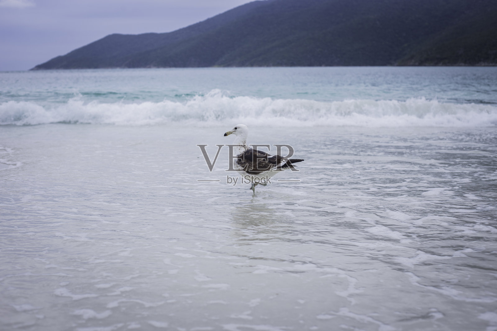 海滩上的海鸥照片摄影图片
