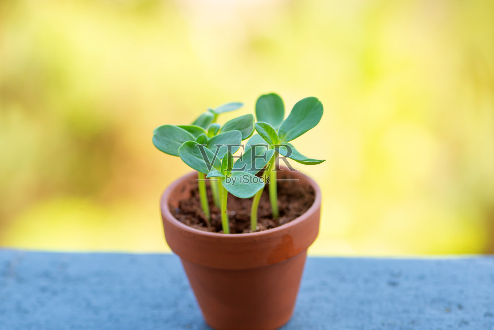 微型绿叶蔬菜特写，健康饮食与素食主义照片摄影图片