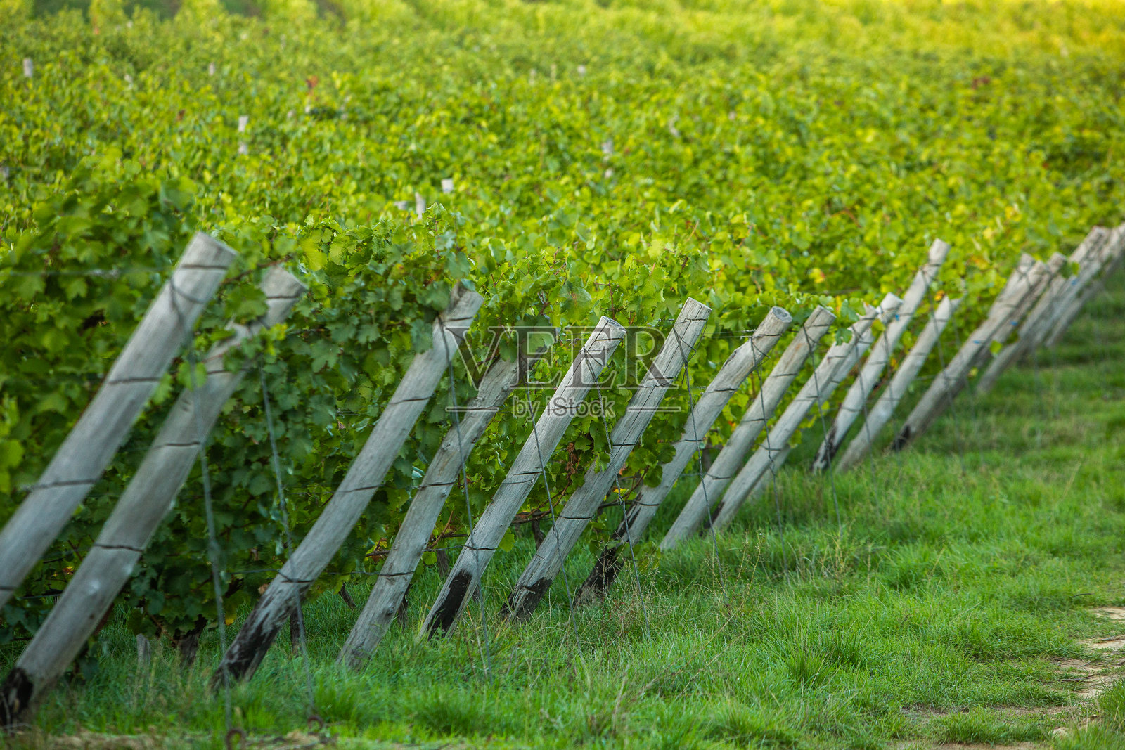 葡萄园风景，绿意盎然的葡萄藤和起伏的山丘。照片摄影图片