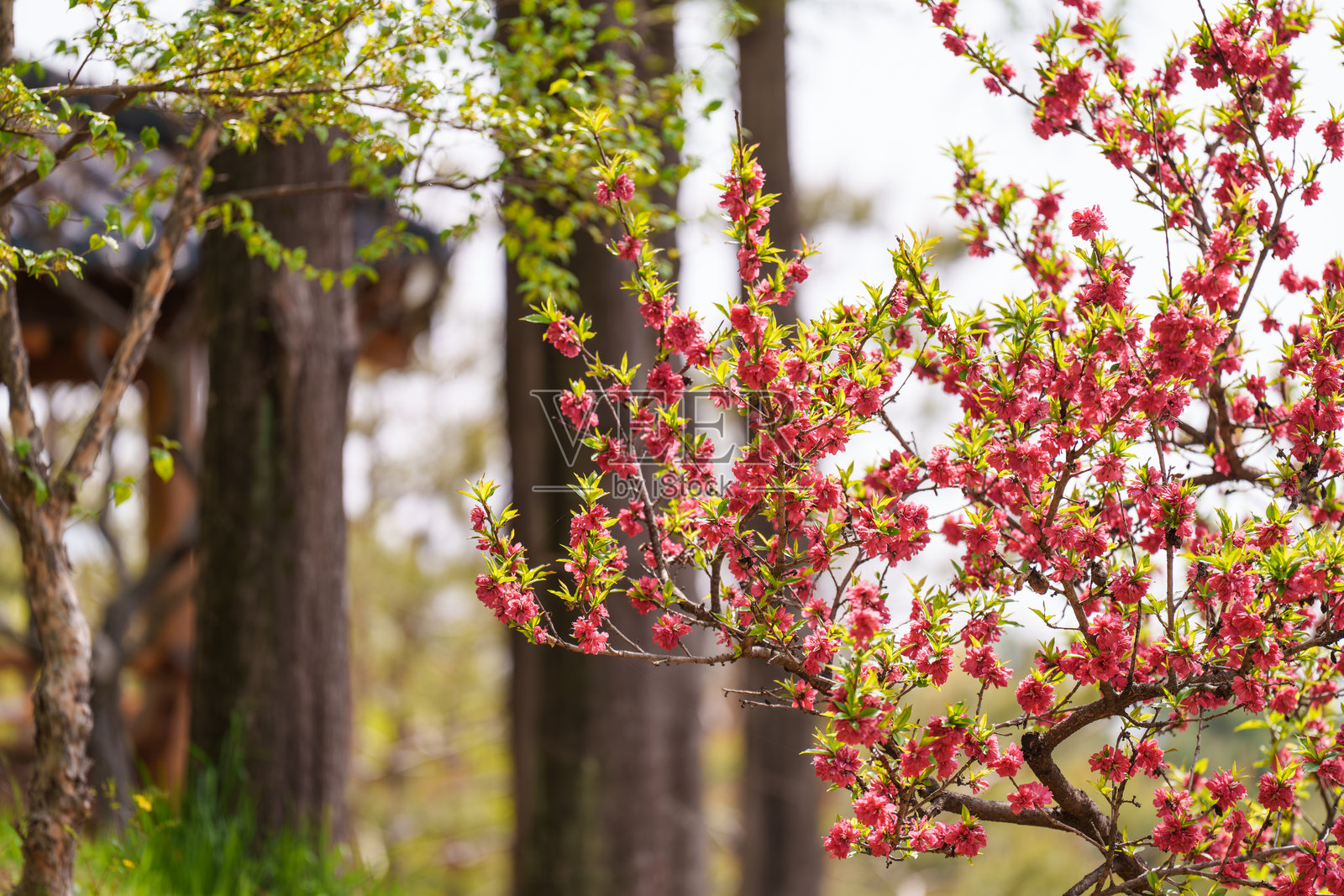 春天盛开的红色三倍梅花园景照片摄影图片