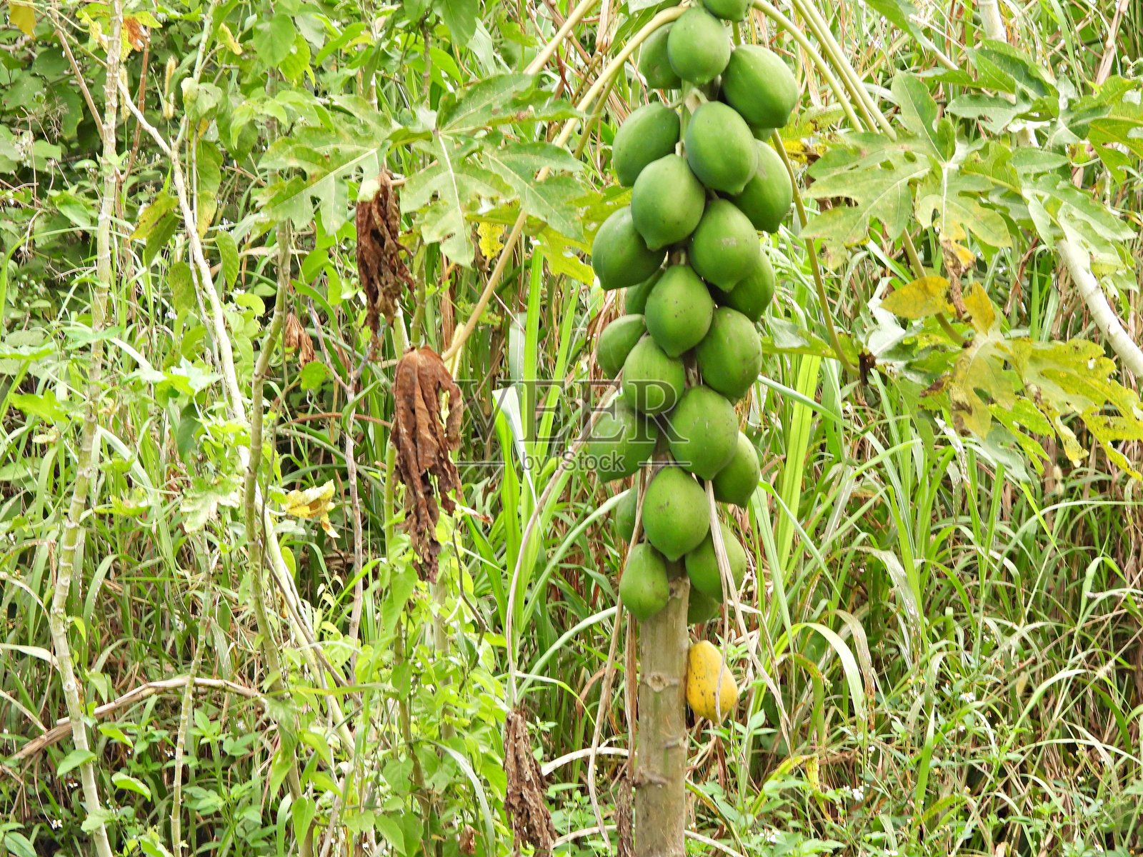 木瓜树（木瓜）- 带果实照片摄影图片