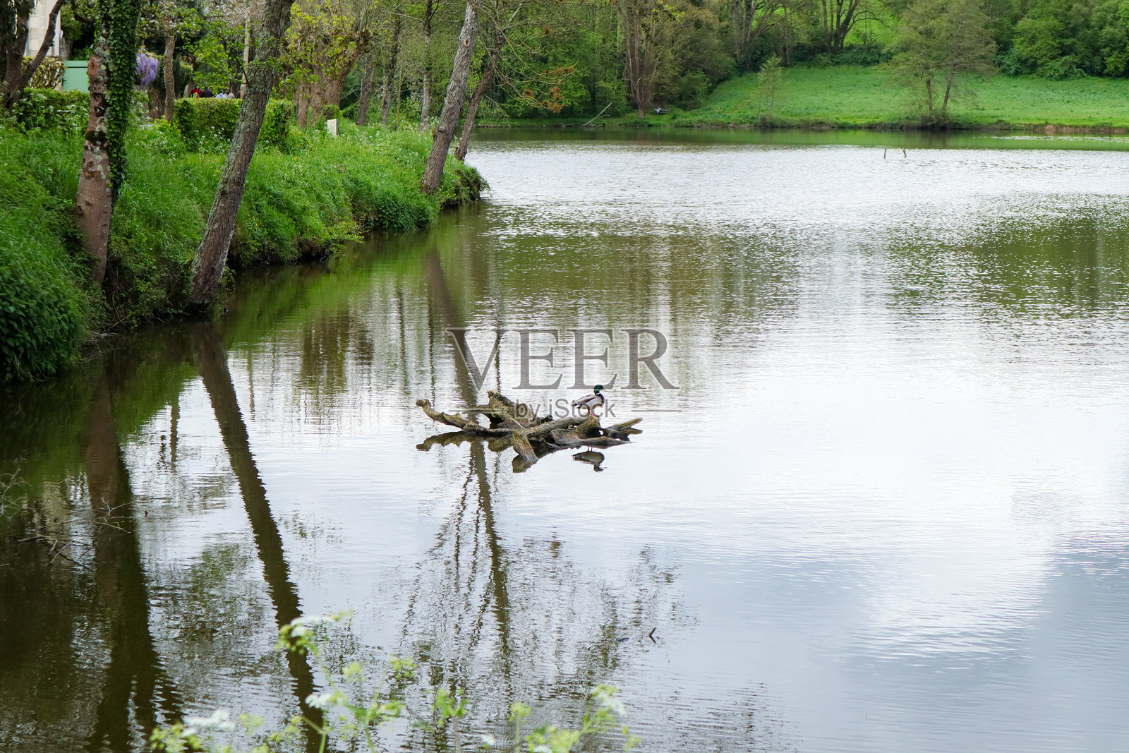 鸭子栖息在宁静乡村池塘中的漂浮木头上照片摄影图片