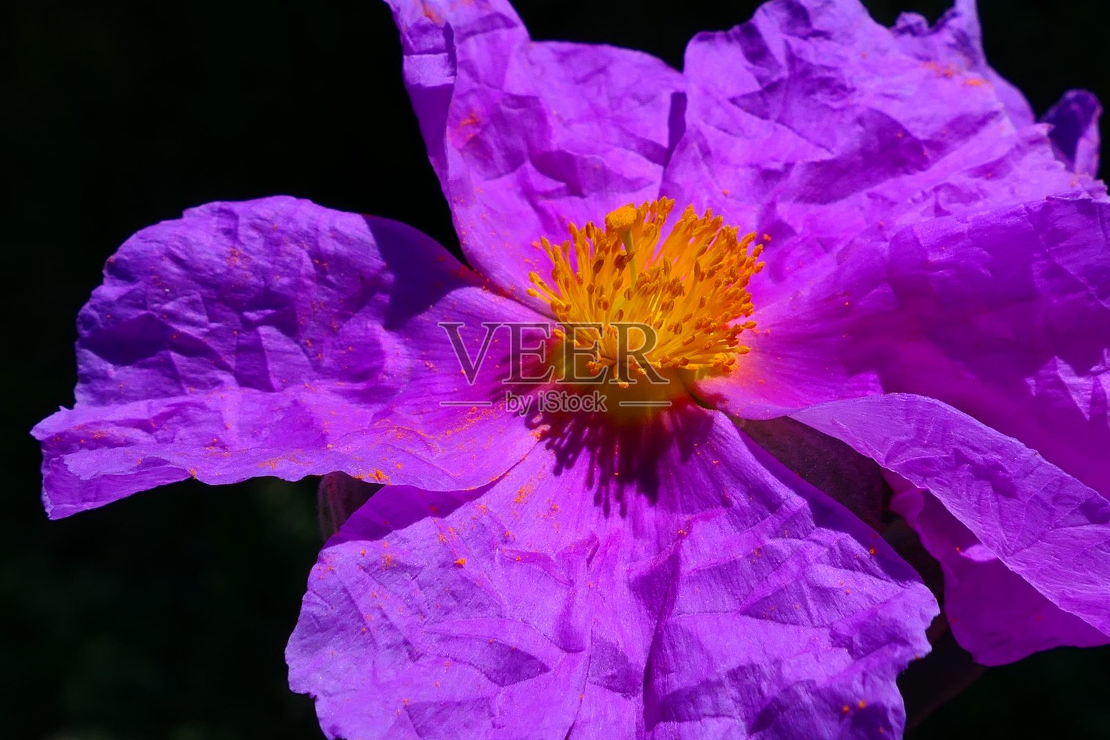 东比利牛斯的岩蔷薇照片摄影图片