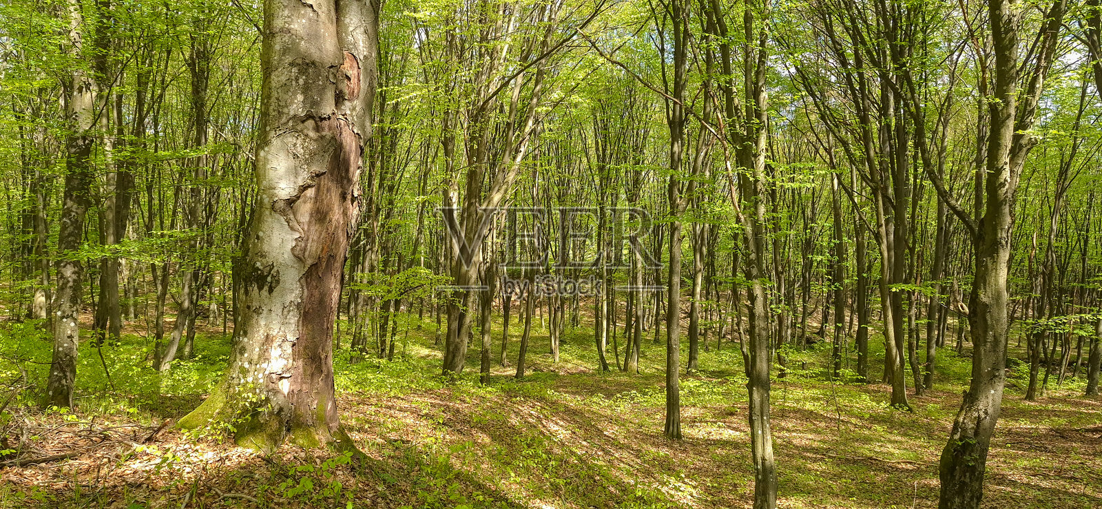 春季山地山毛榉森林的风景照片摄影图片