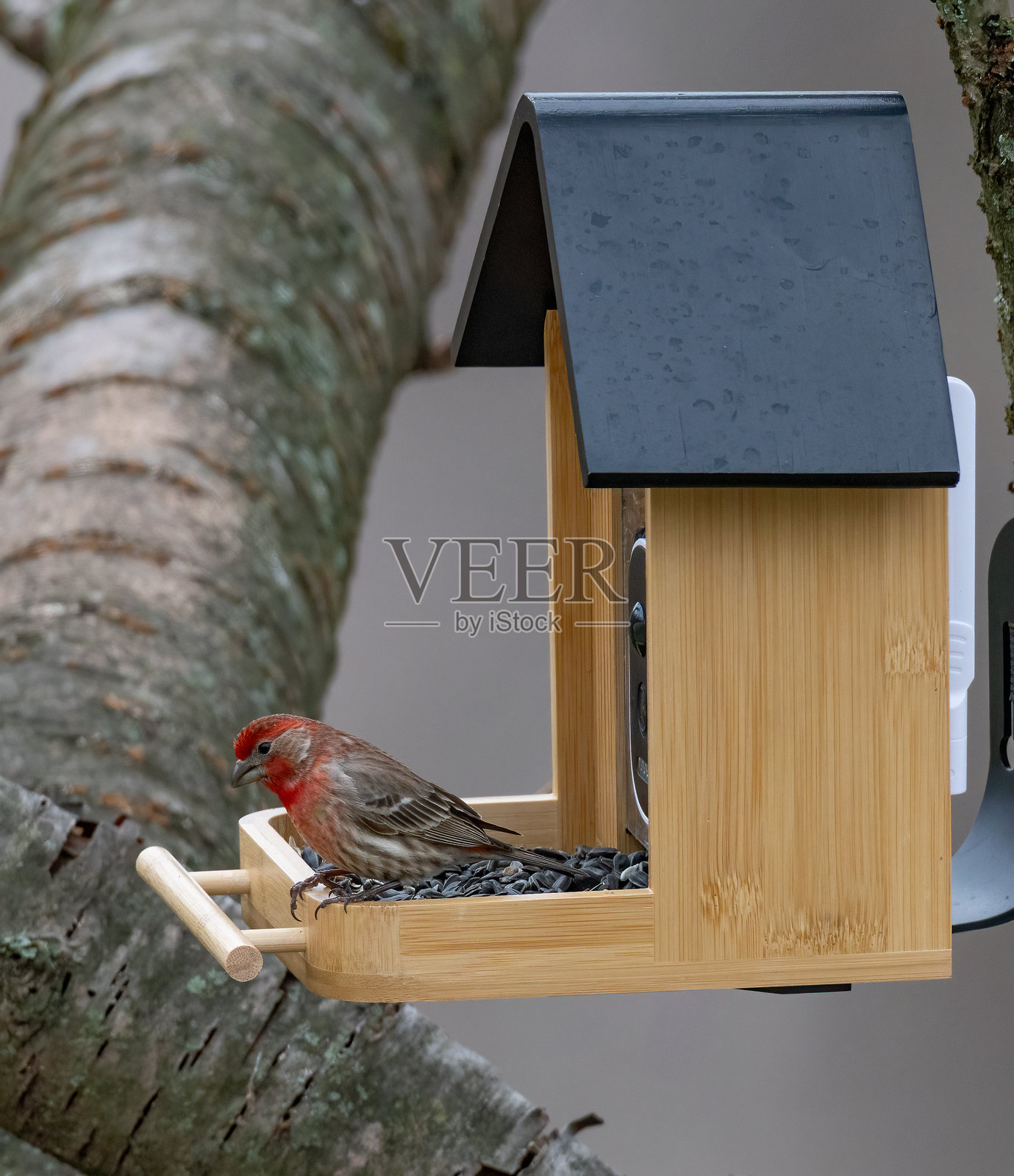鸟在鸟食器上照片摄影图片
