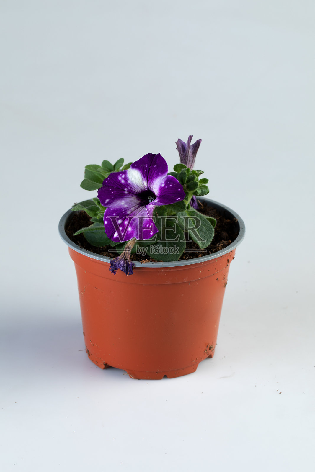 新鲜的紫色花朵在花盆中，背景为自然景观，带有抠图路径照片摄影图片