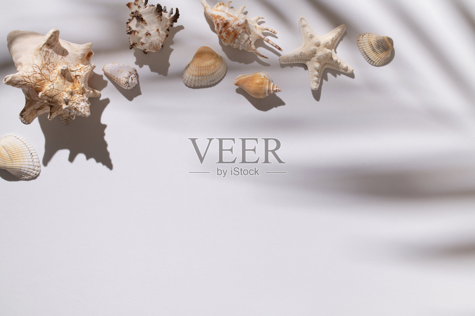 不同的海贝壳、海星、珊瑚和阳光下的热带叶子在浅灰色背景上的俯视图。美丽的贝壳，夏季极简背景。海滩假日概念。照片摄影图片