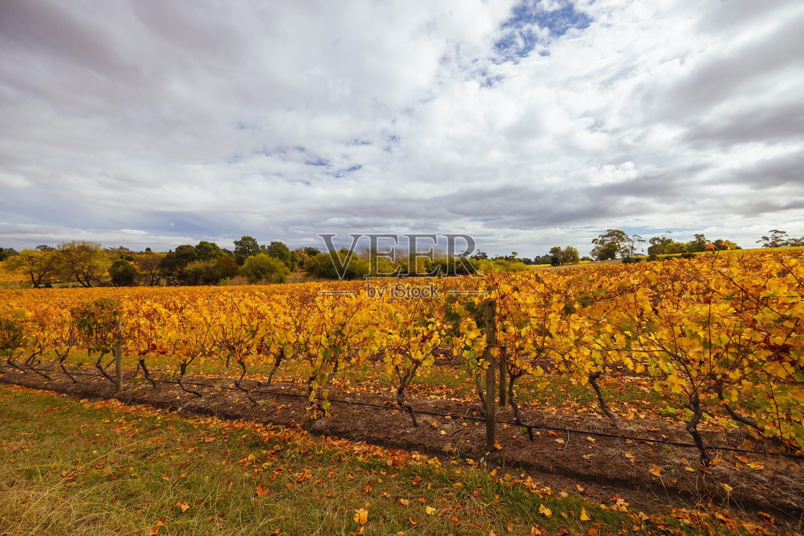 澳大利亚塔马尔谷的葡萄园和风景照片摄影图片