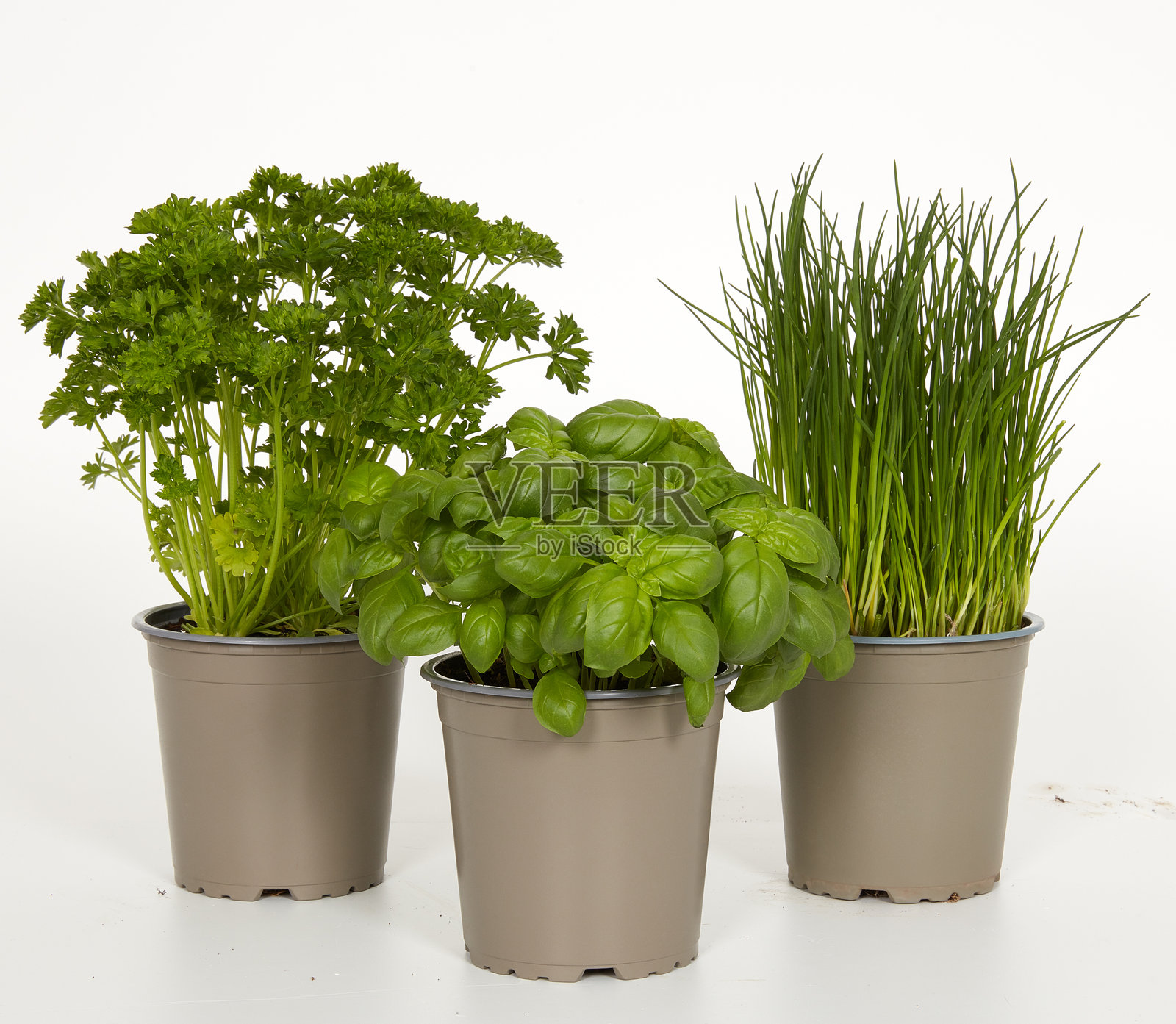 带有剪切路径的孤立自然背景中的盆栽食品香草照片摄影图片