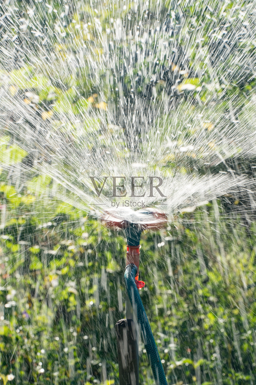 花园喷洒器在日落时为果蔬浇水。带有旋转喷头的花园灌溉系统。照片摄影图片