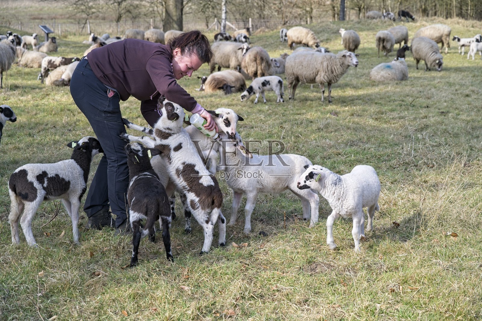 小羊们在荷兰福尔登的Graafsekamp羊圈里喝员工提供的奶瓶，2025年3月24日照片摄影图片