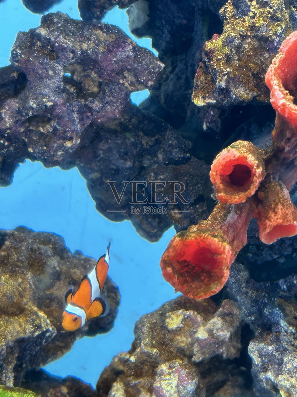 在紫外线灯下拍摄的五彩斑斓的鱼缸海葵照片摄影图片