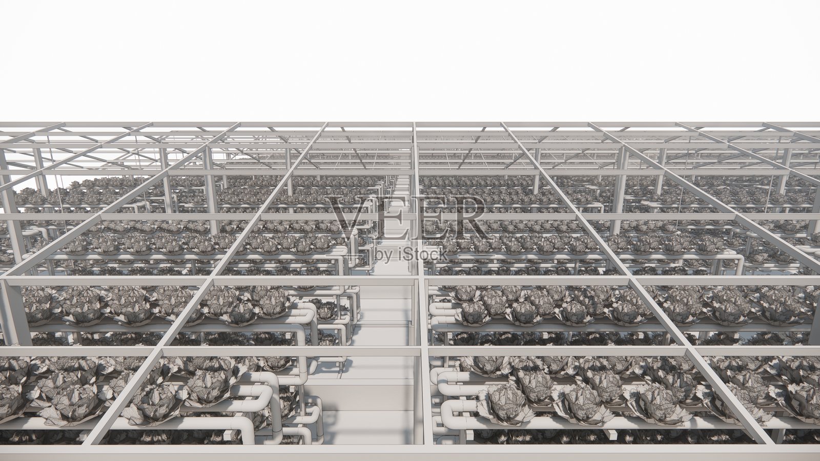 农业农场中的水培种植。温室中的无土蔬菜。照片摄影图片