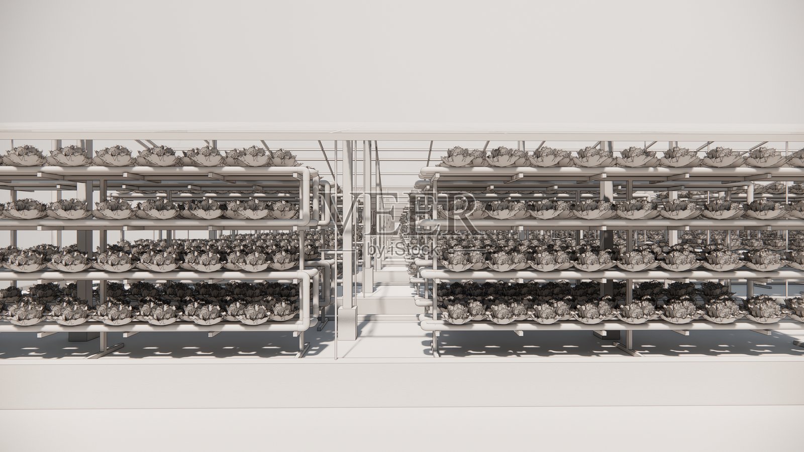 农业农场中的水培种植。温室中的无土蔬菜。照片摄影图片