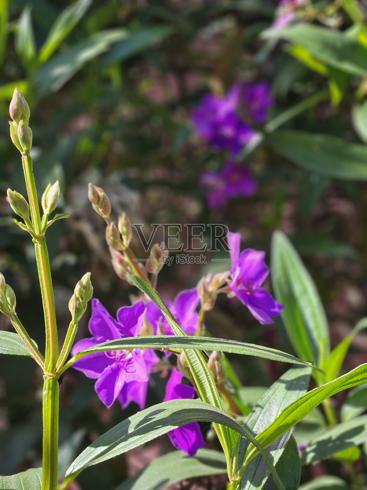 花照片摄影图片