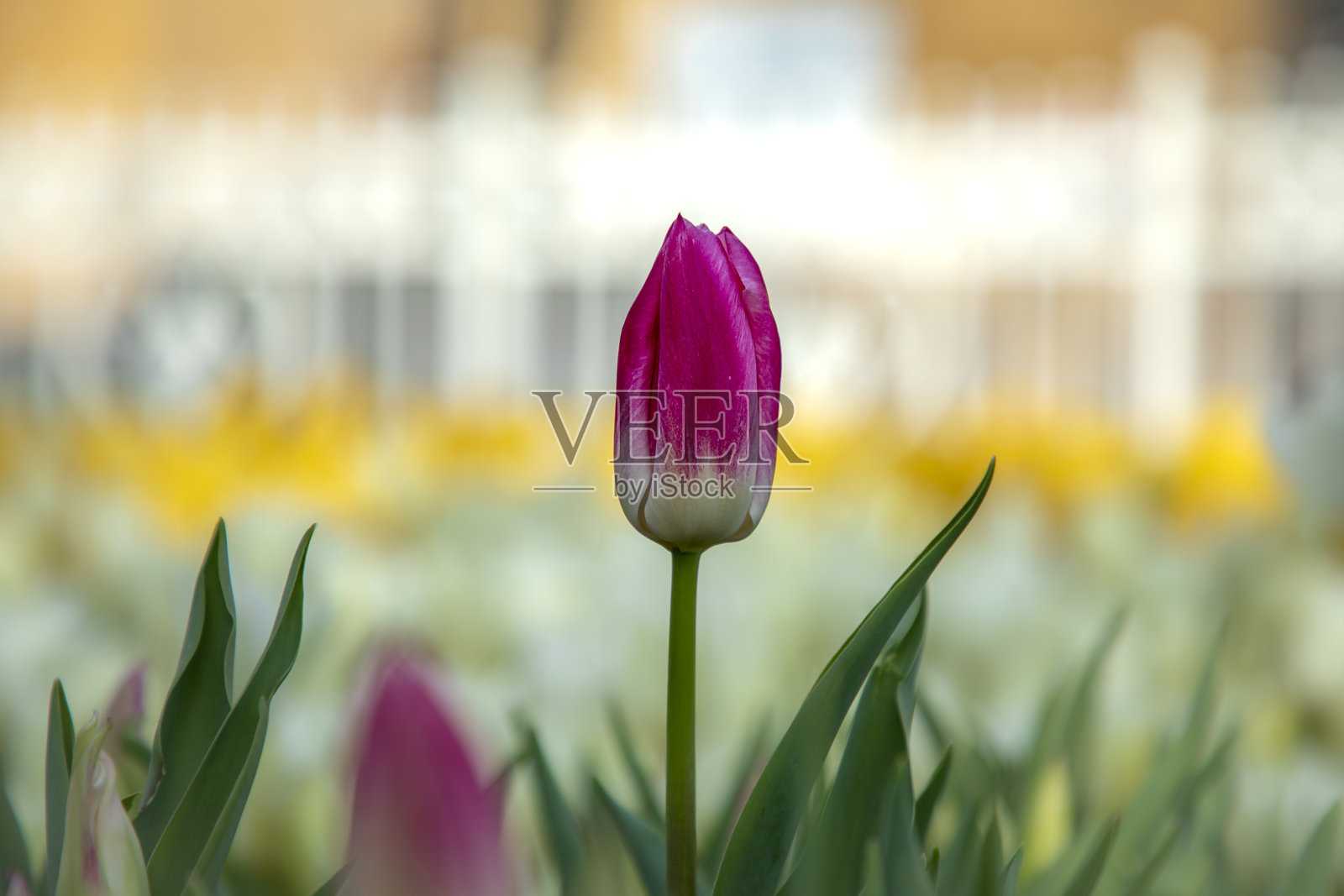 伊斯坦布尔的郁金香季节照片摄影图片