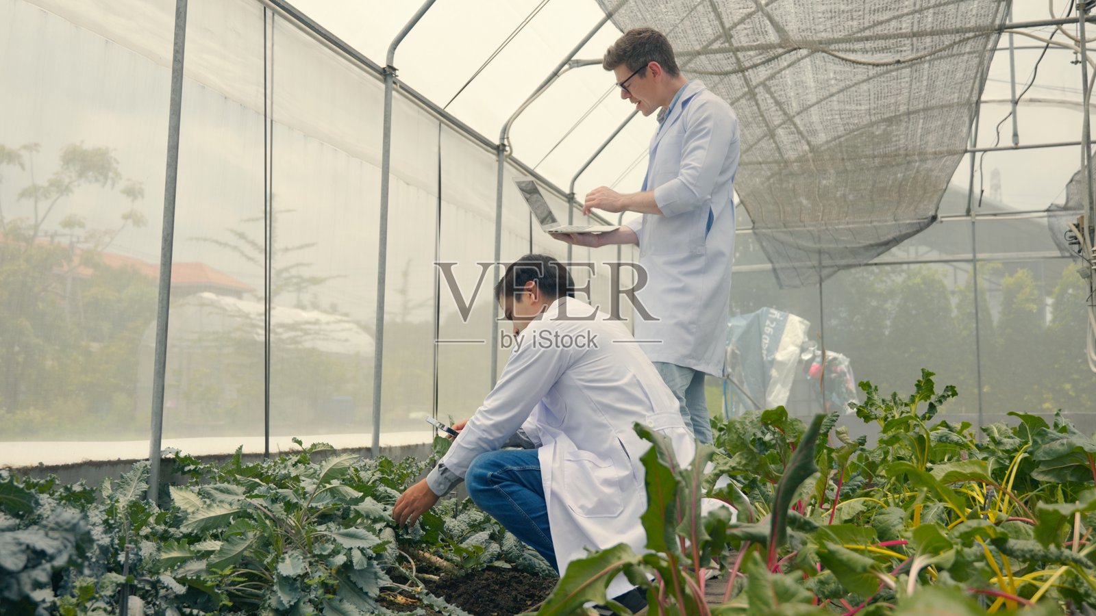两名生物技术工程师手持放大镜，正在水培农场观察蔬菜叶片以寻找病害。照片摄影图片