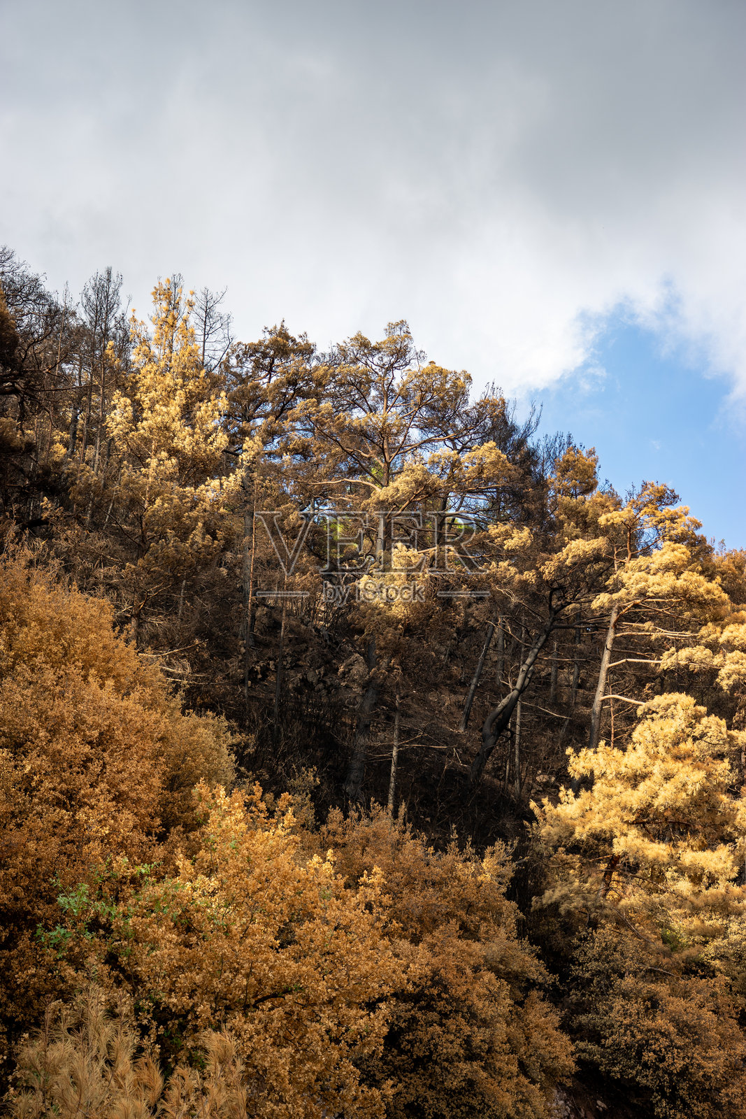 土耳其伊兹密尔亚曼拉尔的森林火灾损毁。被烧毁的森林。照片摄影图片