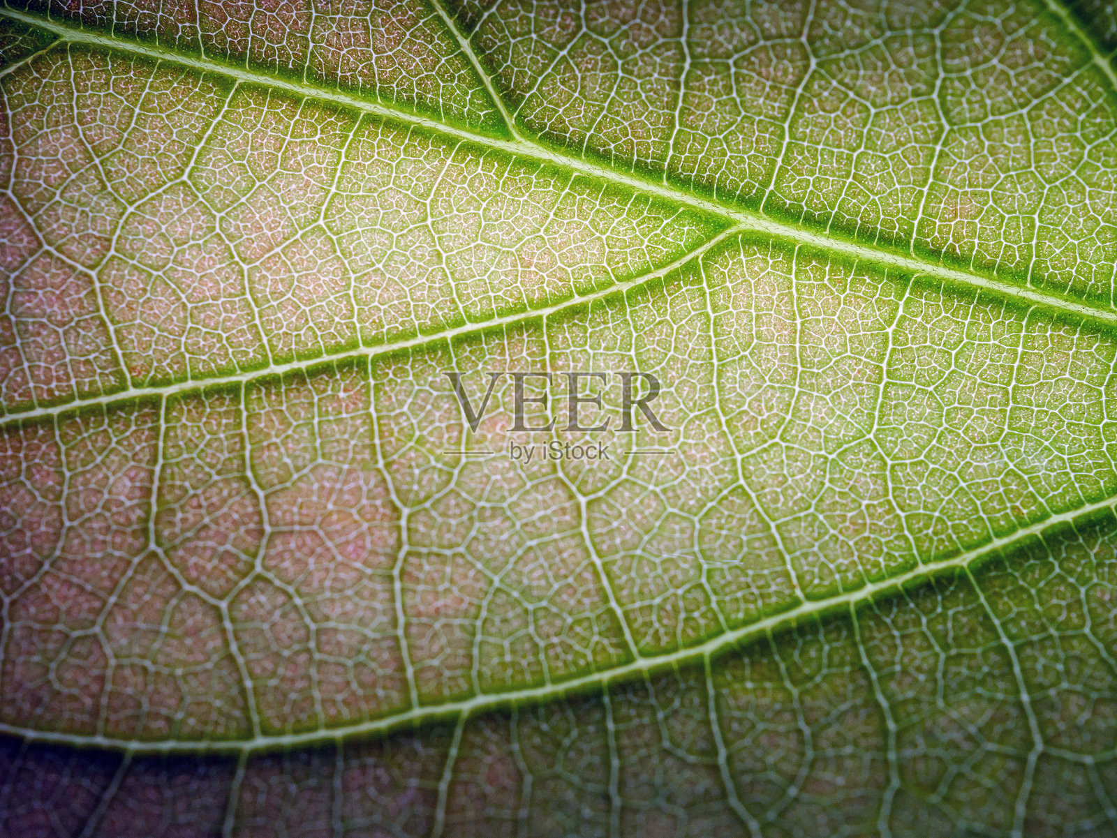 新鲜年轻的春季绿叶特写，突显绿叶的纹理照片摄影图片