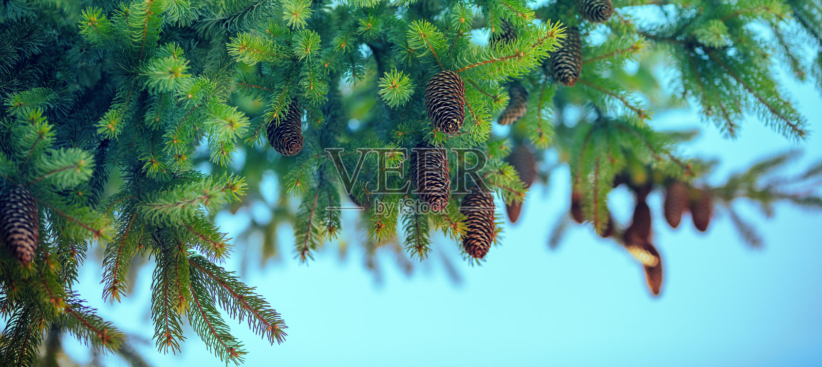 云杉树的新芽和松果在树枝上。时尚的绿色自然背景。春天的自然。横幅。照片摄影图片